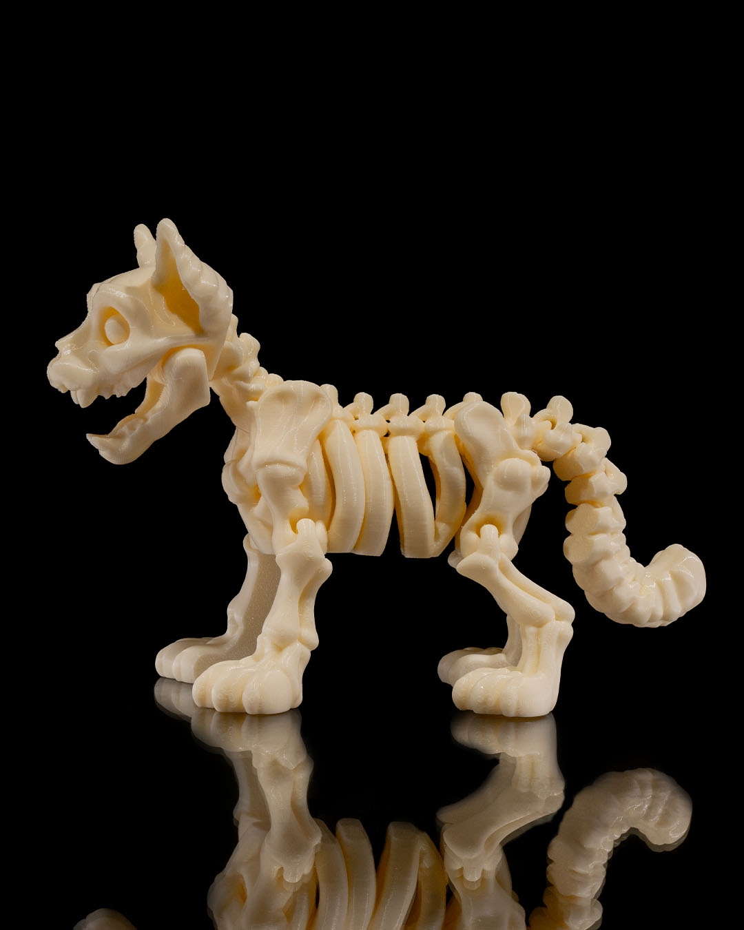 SKELETON CAT