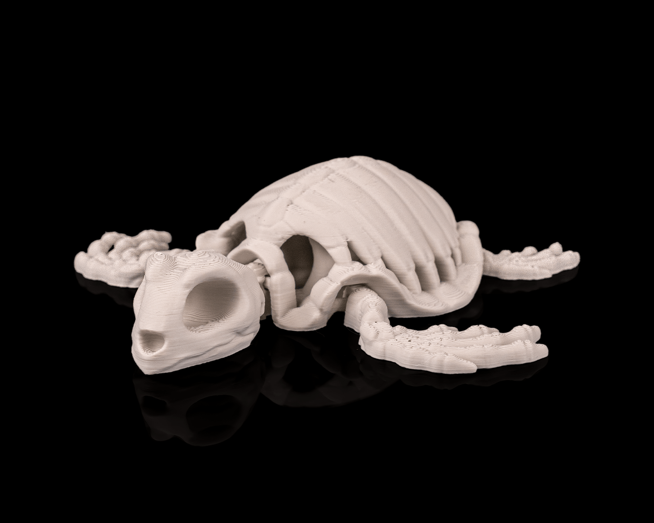 SKELETON TURTLE